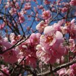 京都御苑で梅が咲き始めています