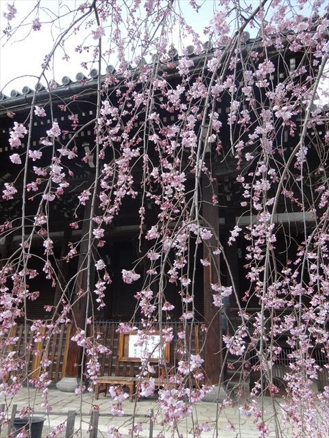 京都の桜がちらほら咲き始めています♪