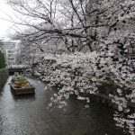 高瀬川沿いの桜が満開！
