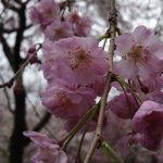 京都の桜！桜！桜！（平野神社、千本釈迦堂など）