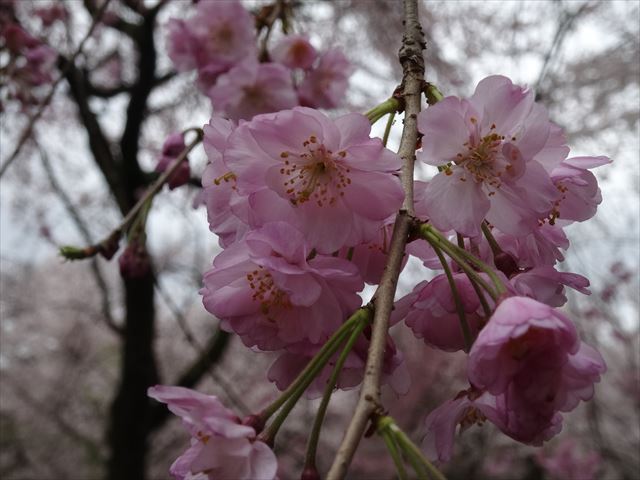 京都の桜！桜！桜！（平野神社、千本釈迦堂など）
