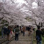 京都の桜！桜！桜！（蹴上インクライン、哲学の道など）
