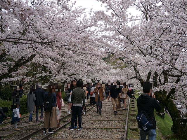 京都の桜！桜！桜！（蹴上インクライン、哲学の道など）