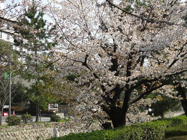 【2018】京都の桜が咲き始めていま～す♪