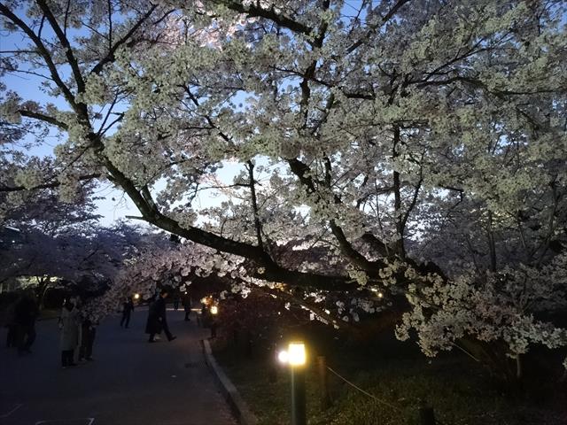 落ち着いて桜を楽しみたいなら京都府立植物園へ行こう！