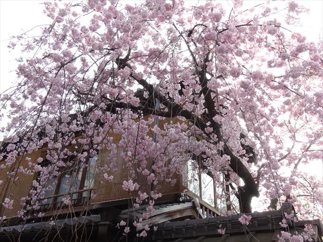 風情ある祇園の桜はインスタ映えしますな(・∀・)