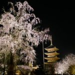 これぞ京都の美！世界遺産「東寺」の夜桜ライトアップ☆