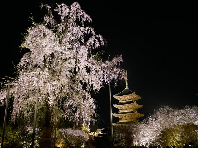 これぞ京都の美！世界遺産「東寺」の夜桜ライトアップ☆