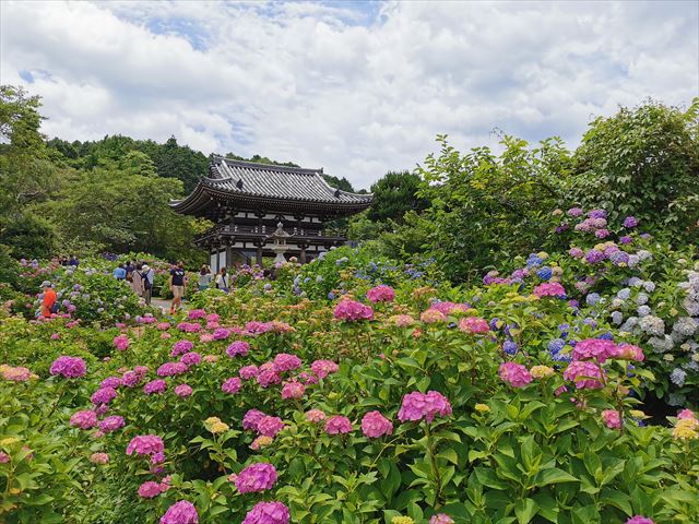 【京都・福知山】1万株のあじさいが咲き乱れる丹州観音寺を参拝