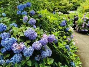 丹州観音寺のあじさい
