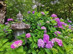 丹州観音寺のあじさい