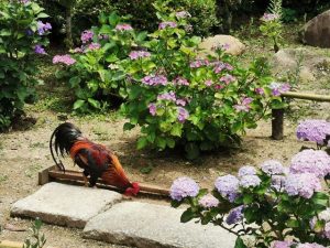 丹州観音寺のにわとり