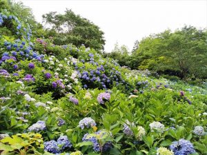 丹州観音寺のあじさい