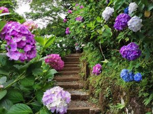 丹州観音寺のあじさい