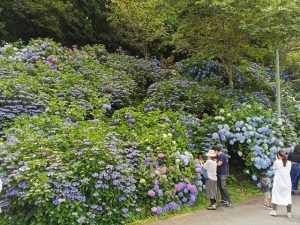 丹州観音寺のあじさい